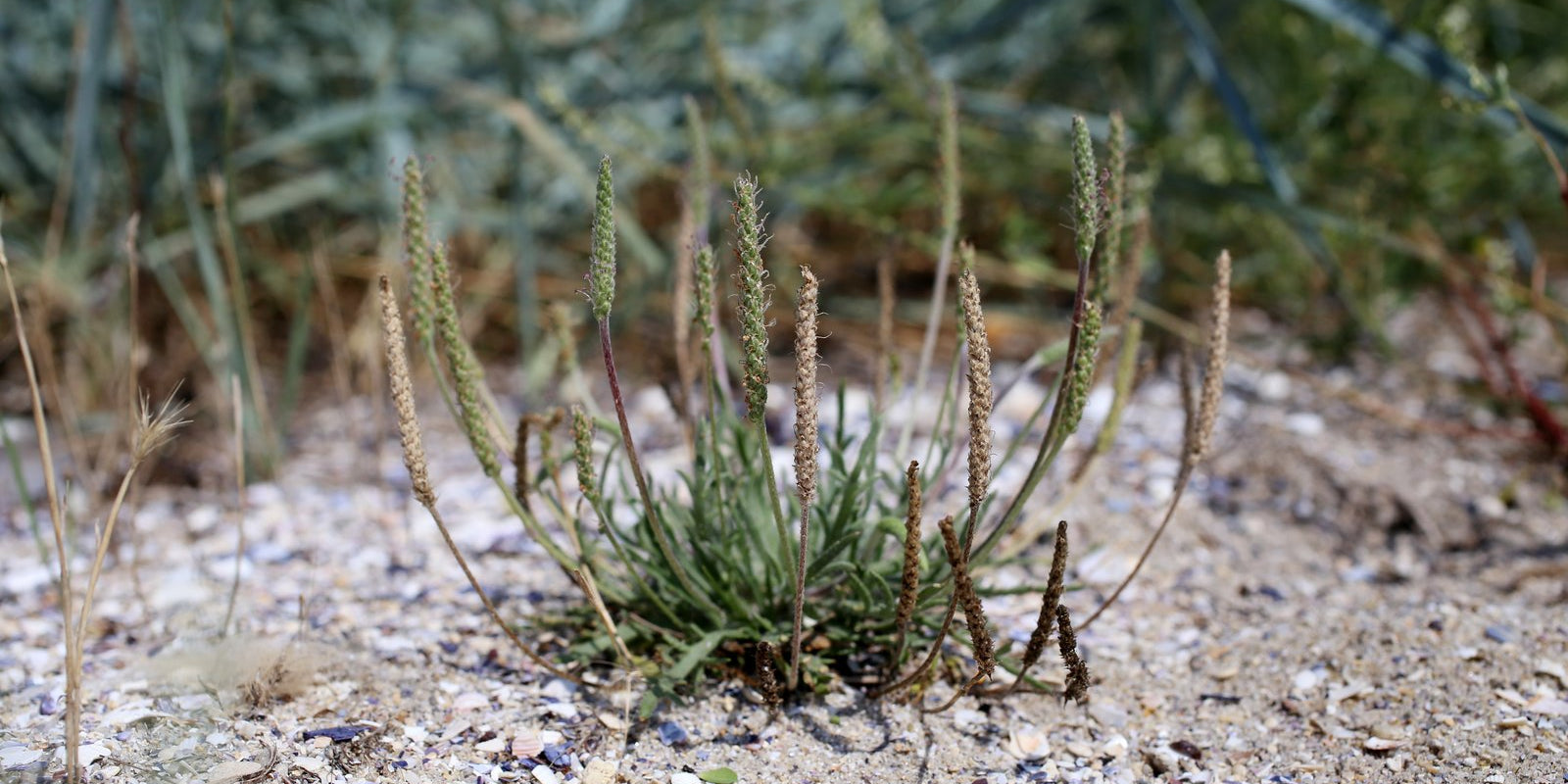 How to Grow Minutina in Australia