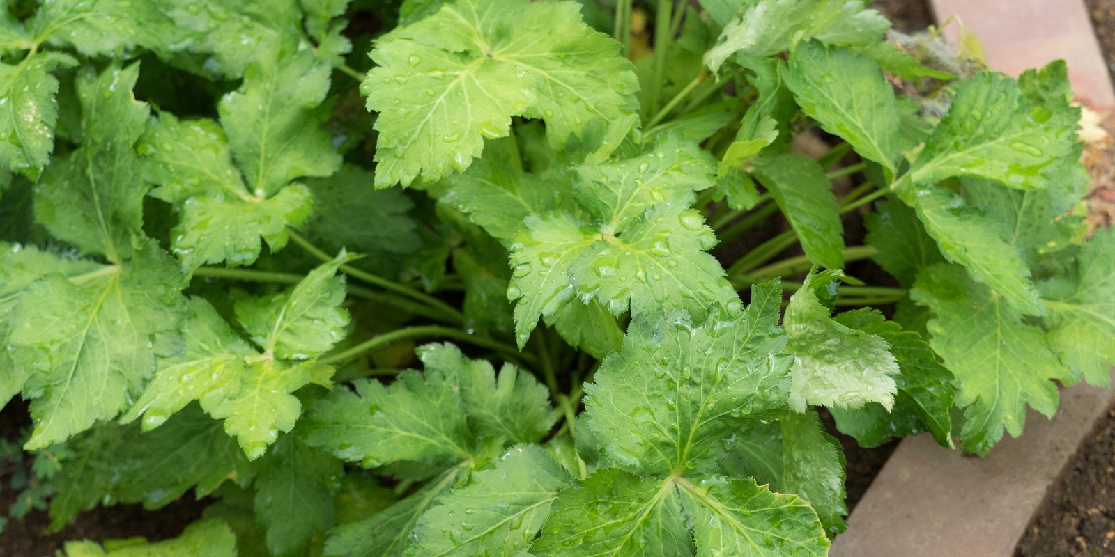 How to Grow Mitsuba in Australia