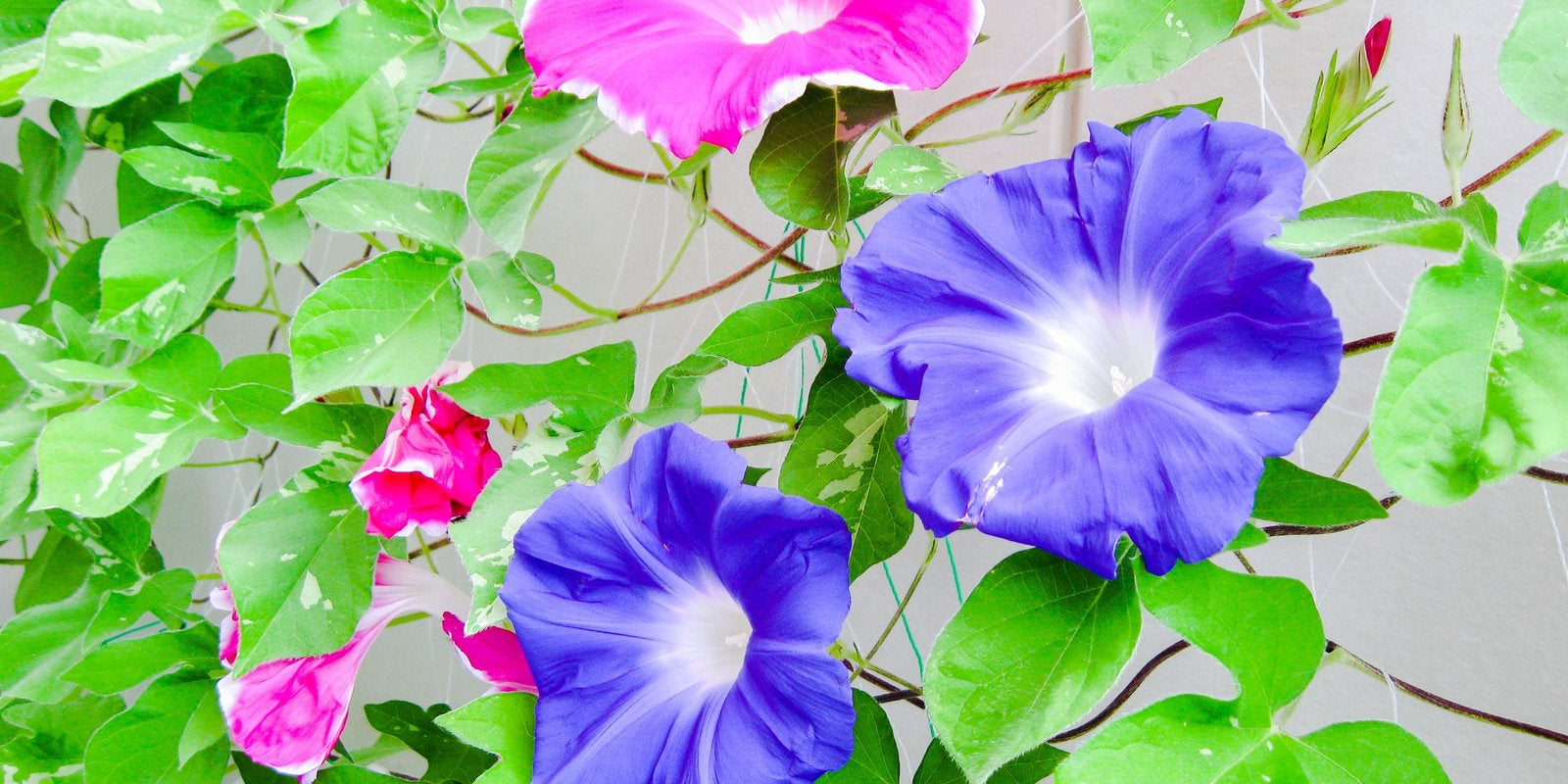 How to Grow Morning Glory in Australia