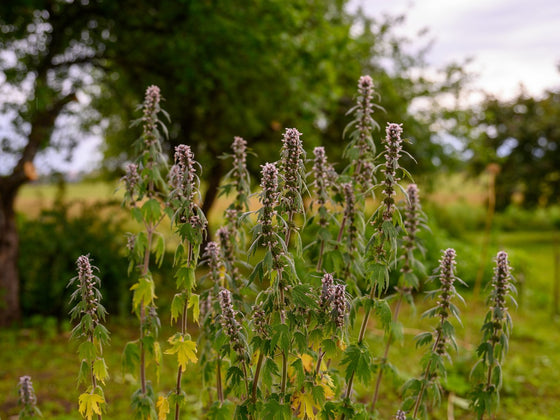 Motherwort