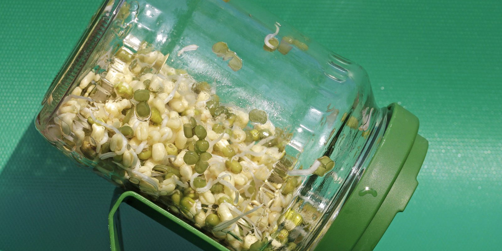How to Grow Mung Bean Sprouts in Australia