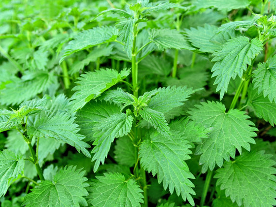 Nettle