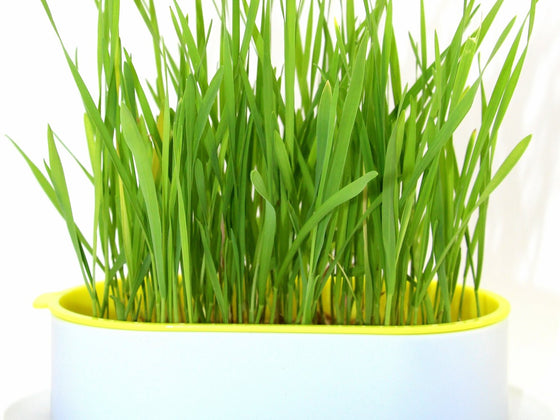 Oat Grass