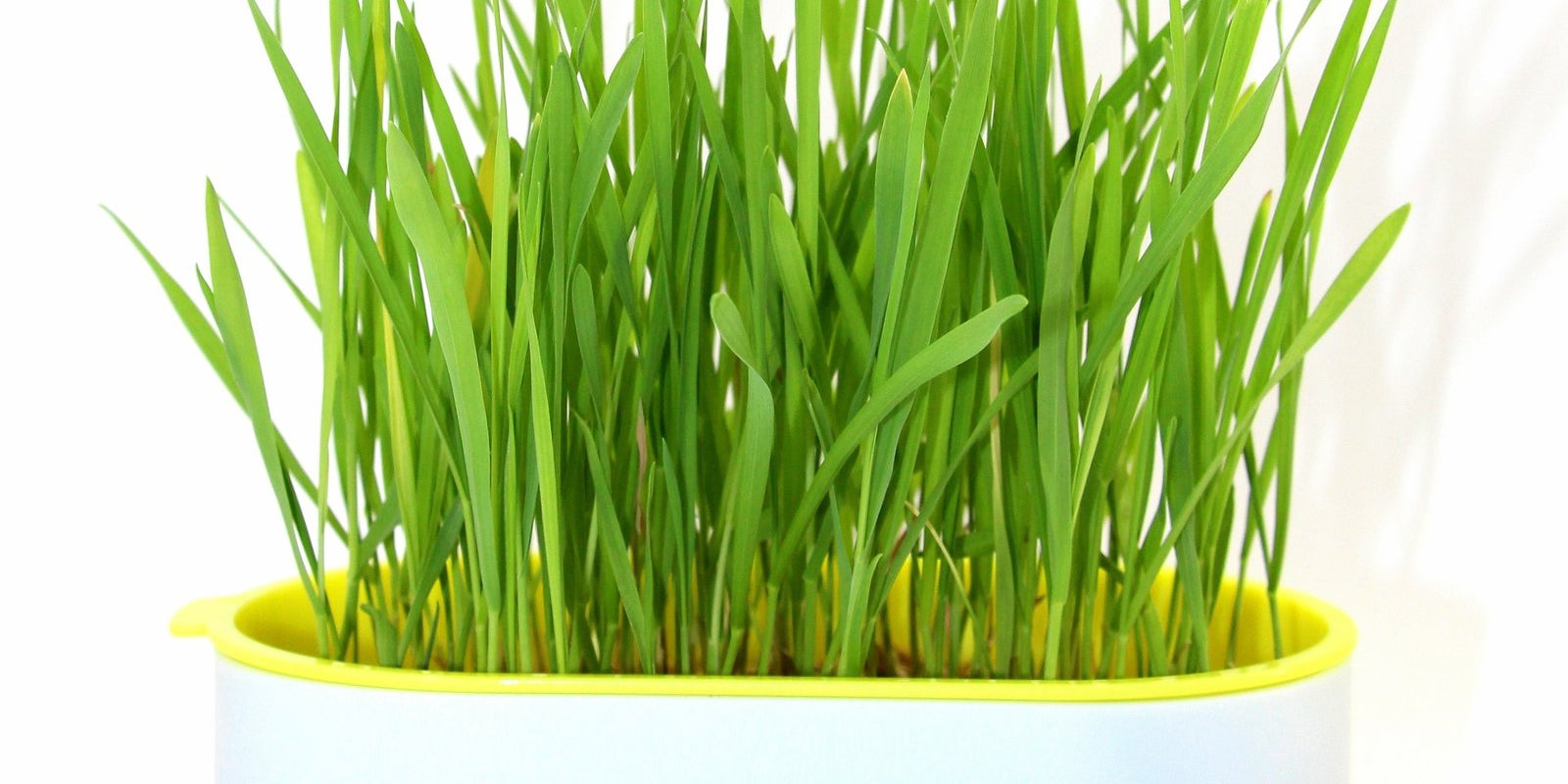 How to Grow Oat Grass in Australia