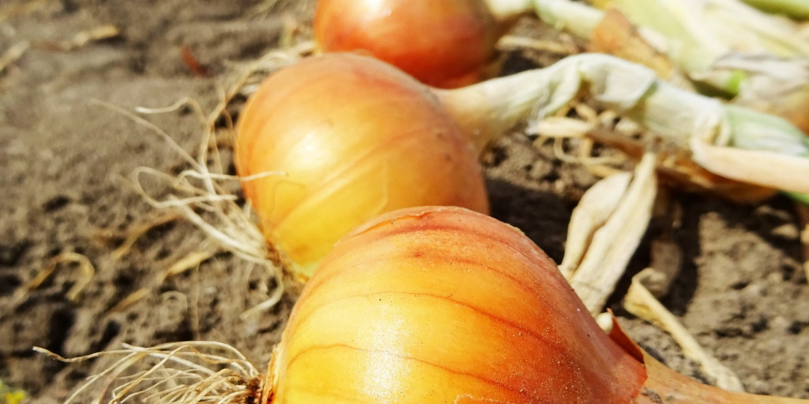 How to Grow Onions in Australia