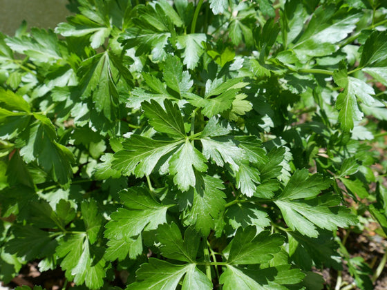 Parsley