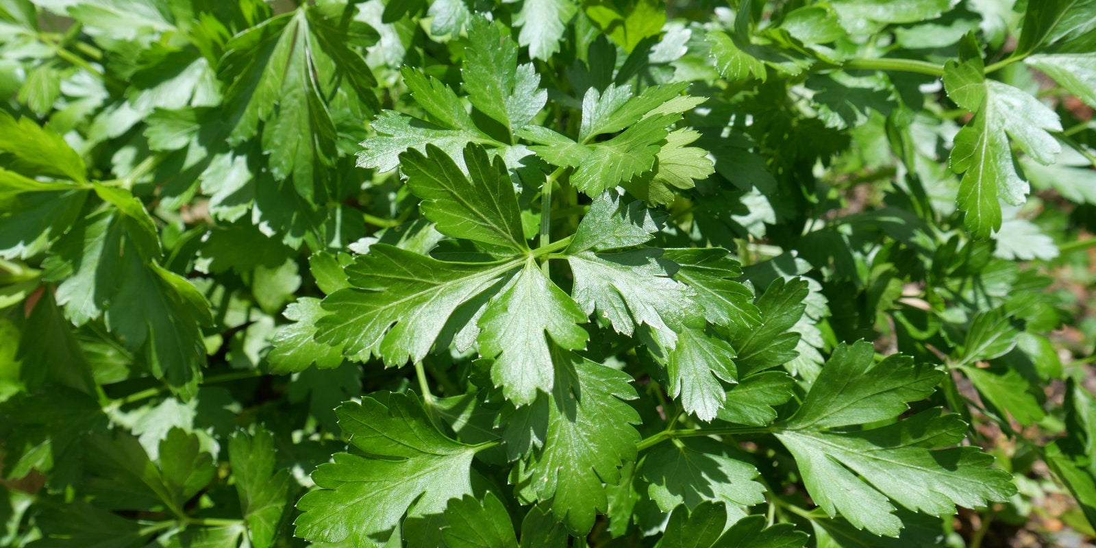 How to Grow Parsley in Australia