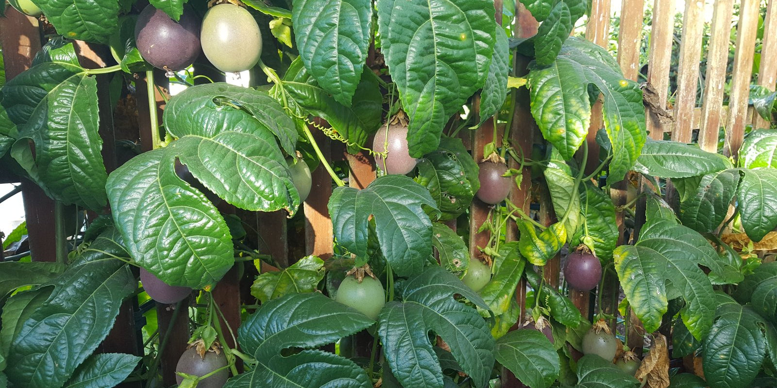 How to Grow Passionfruit in Australia