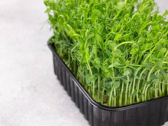 Pea Shoots
