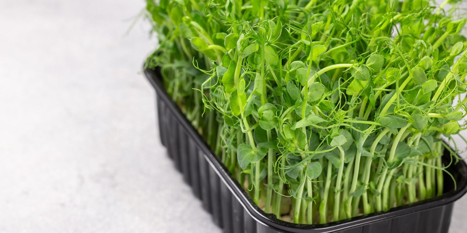 How to Grow Pea Shoots in Australia