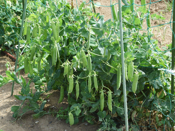 Pea