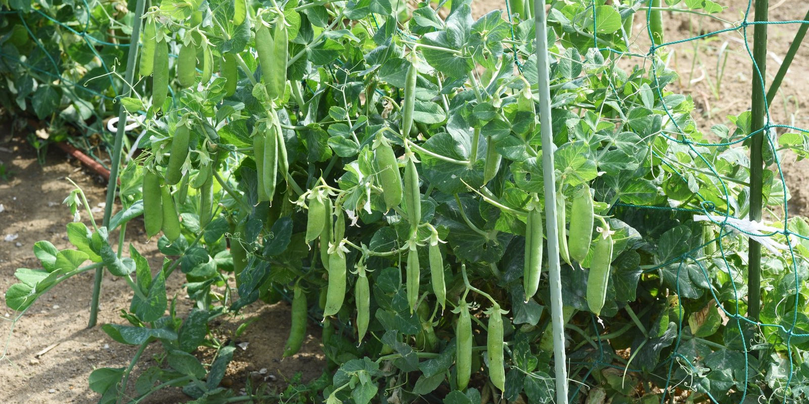 How to Grow Peas in Australia