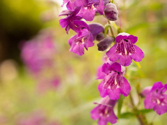 Penstemon