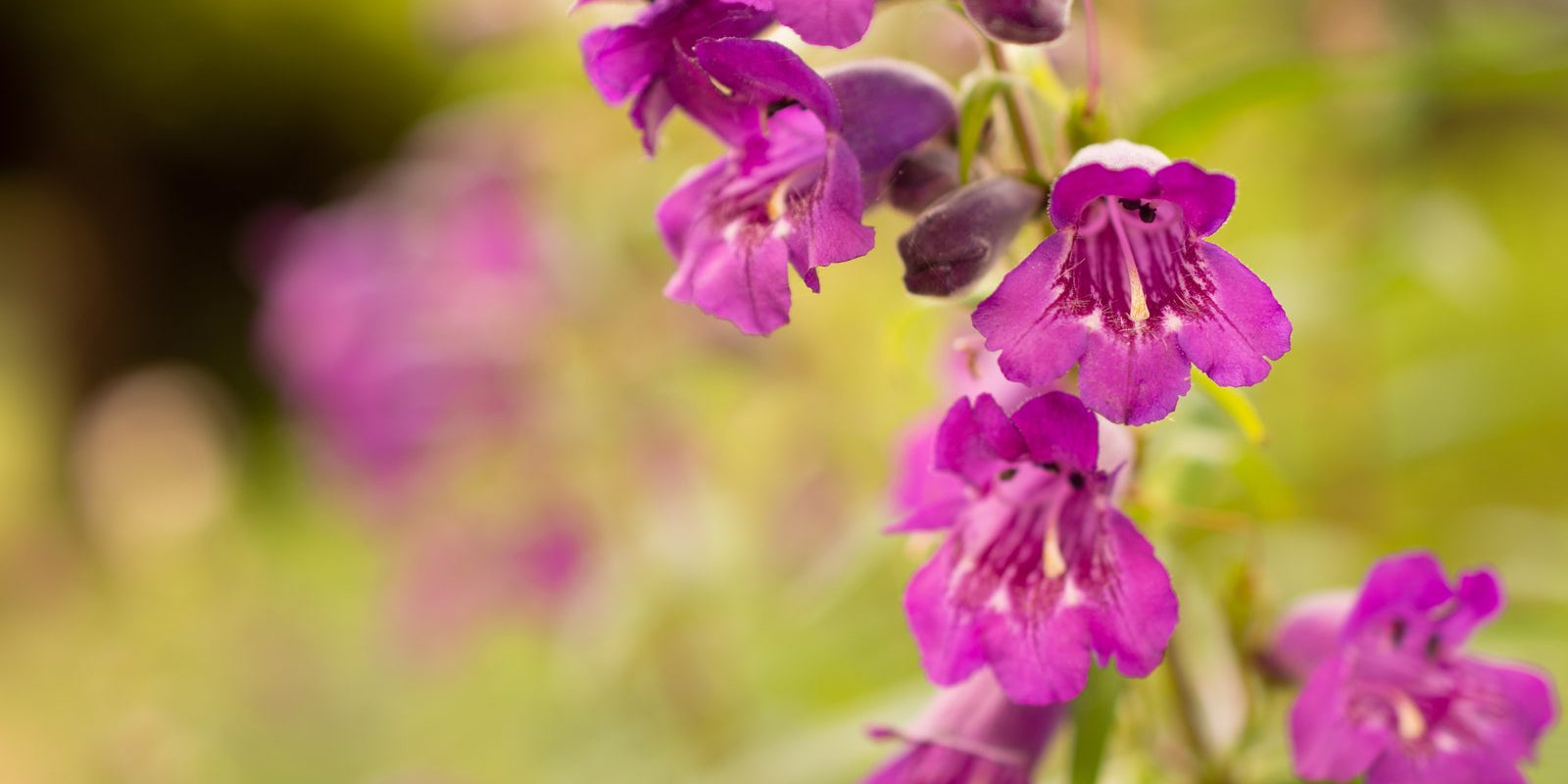 How to Grow Penstemons in Australia