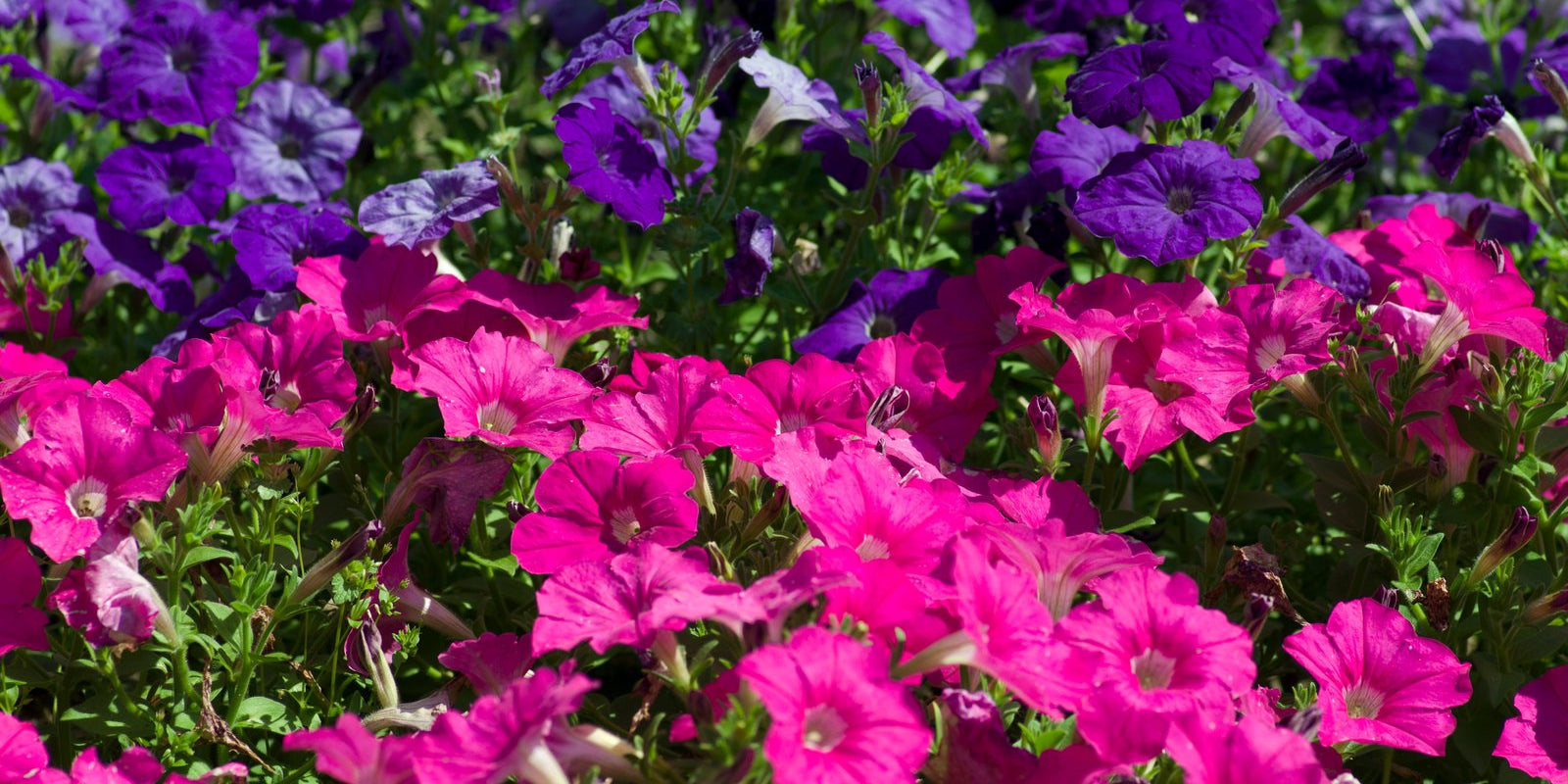 How to Grow Petunias in Australia