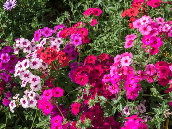 Phlox