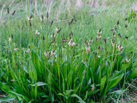 Plantain