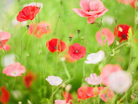 Poppy