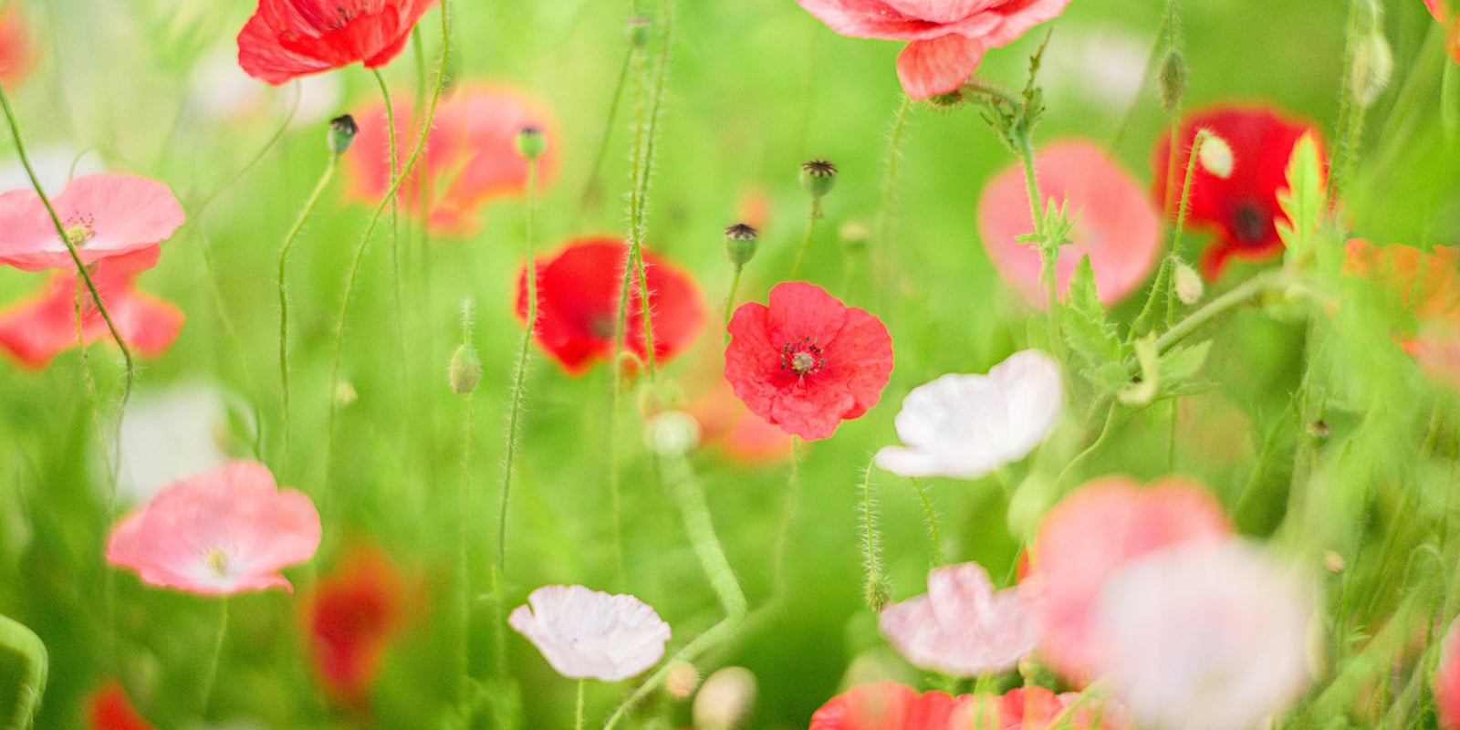 How to Grow Poppies in Australia