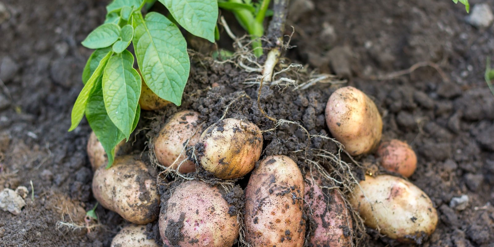 How to Grow Potatoes in Australia