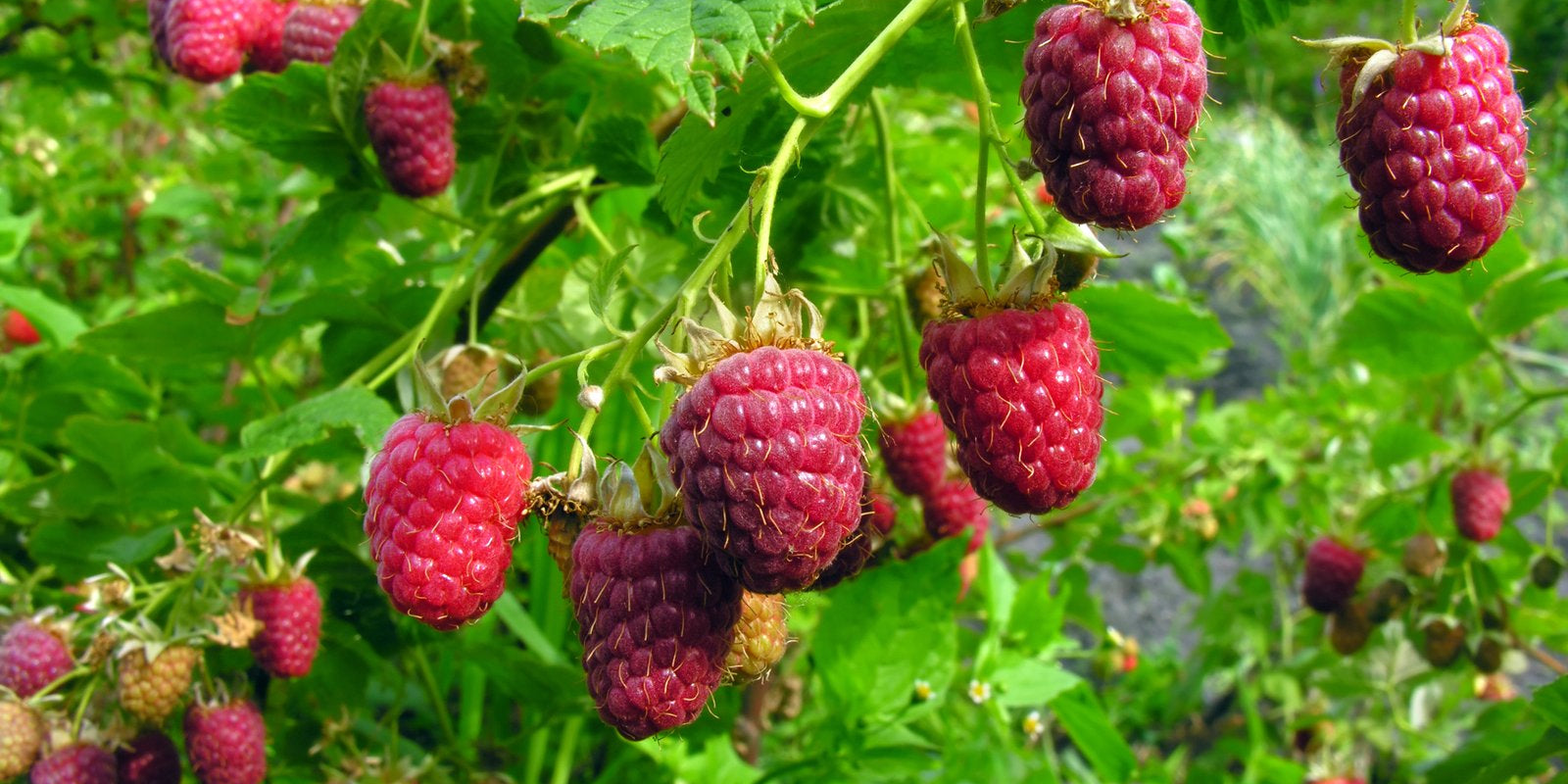 How to Grow Raspberries in Australia