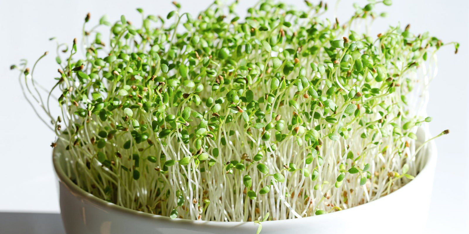 How to Grow Red Clover Sprouts in Australia