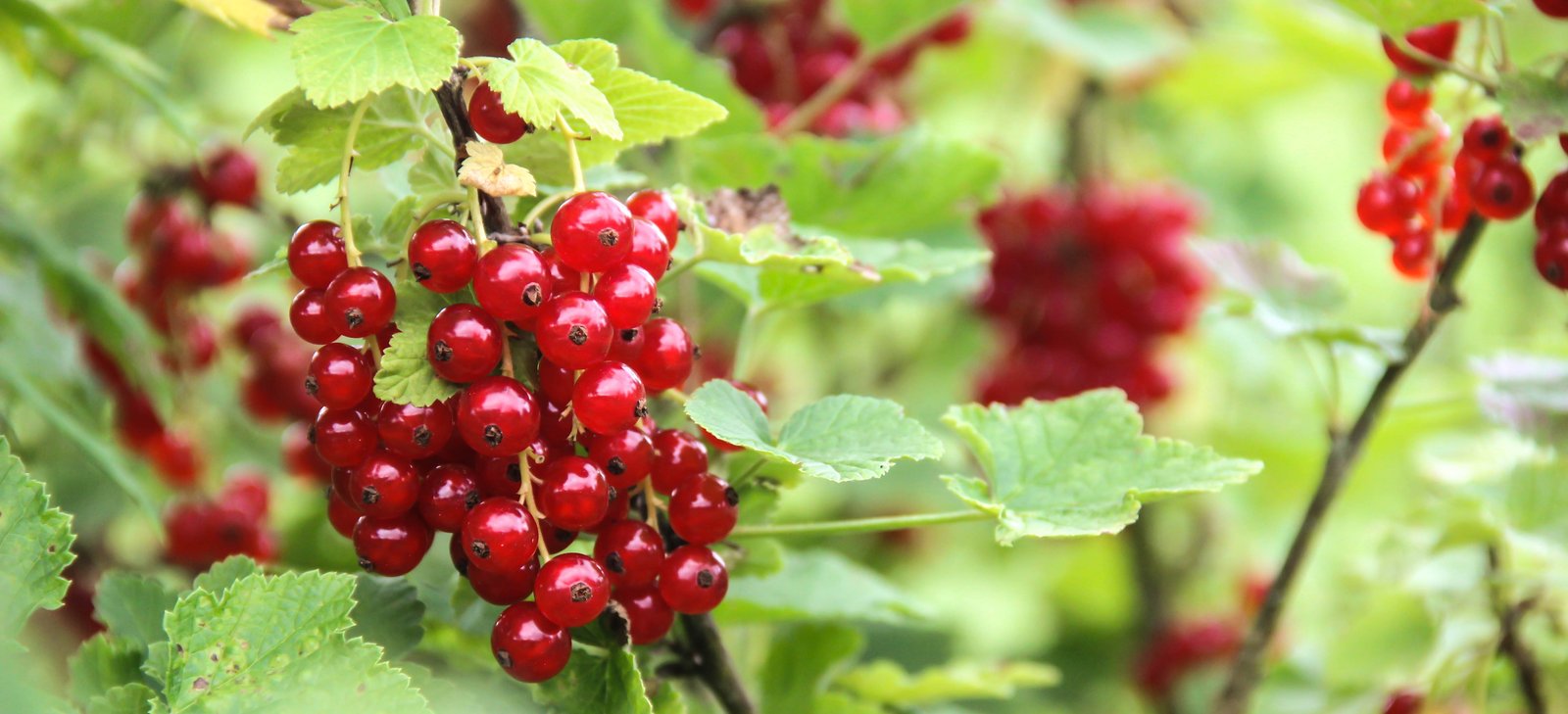 How to Grow Red Currants in Australia