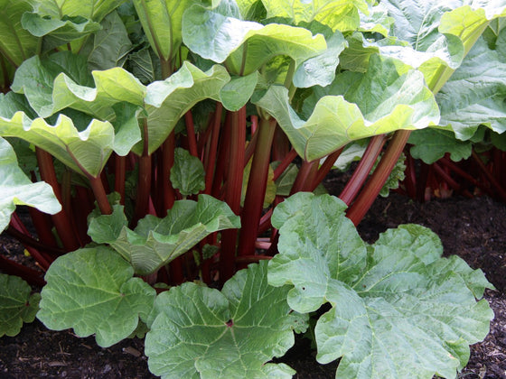 Rhubarb