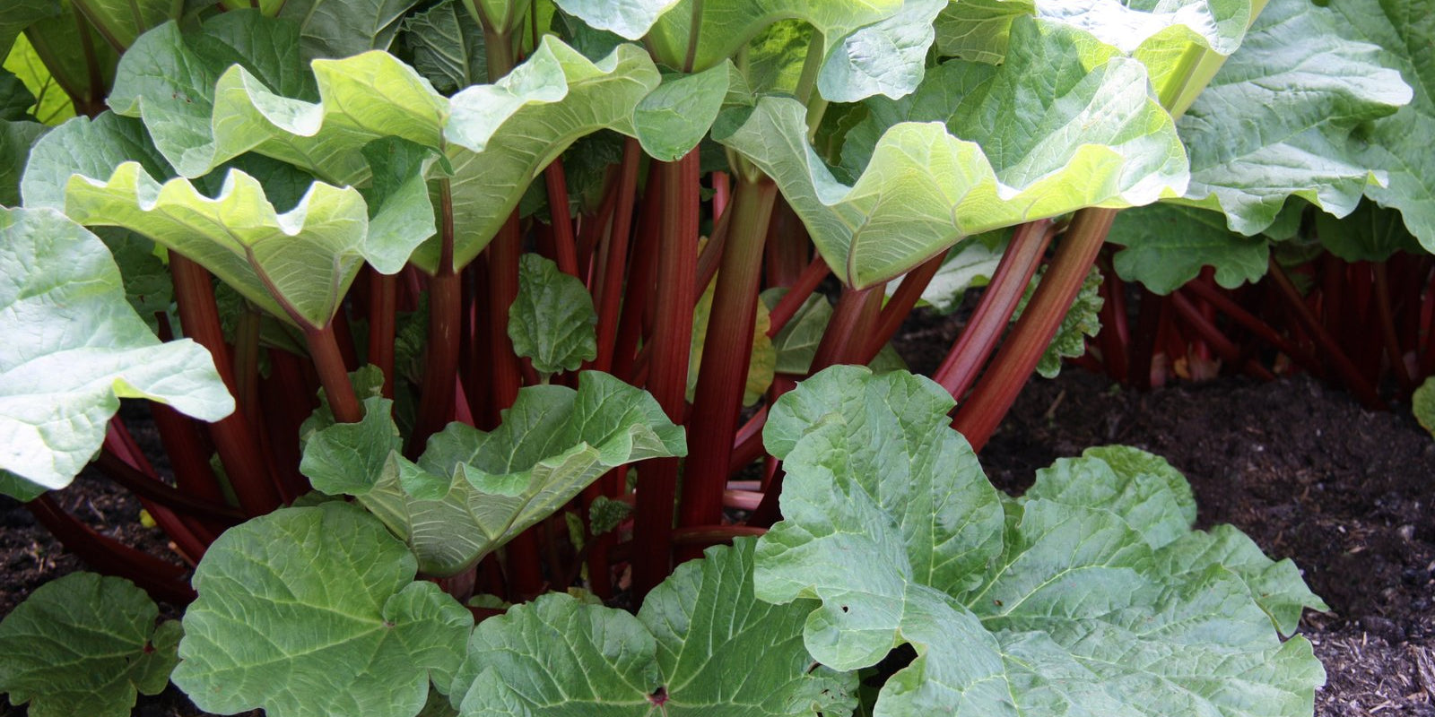 How to Grow Rhubarb in Australia