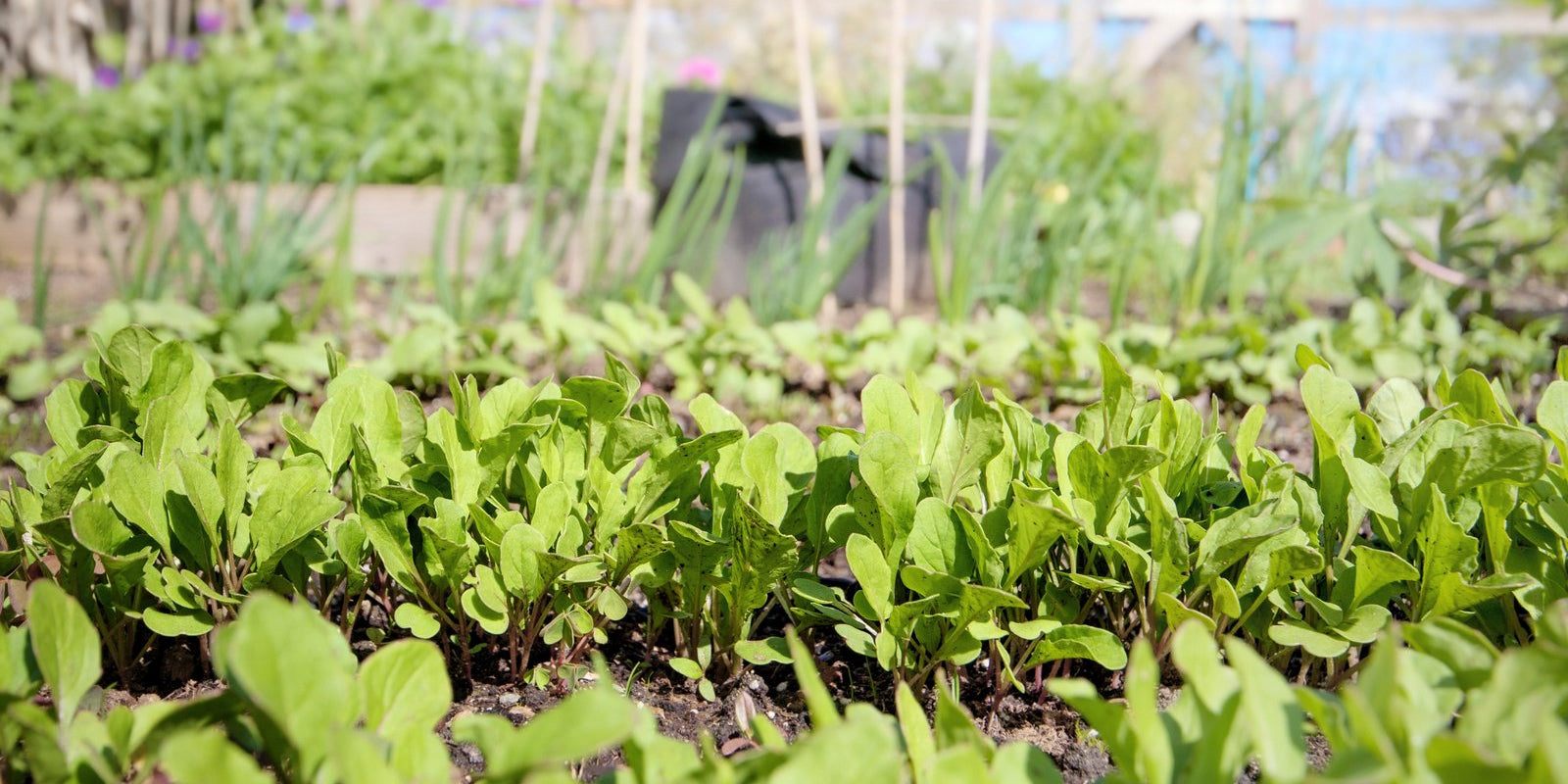 How to Grow Rocket in Australia