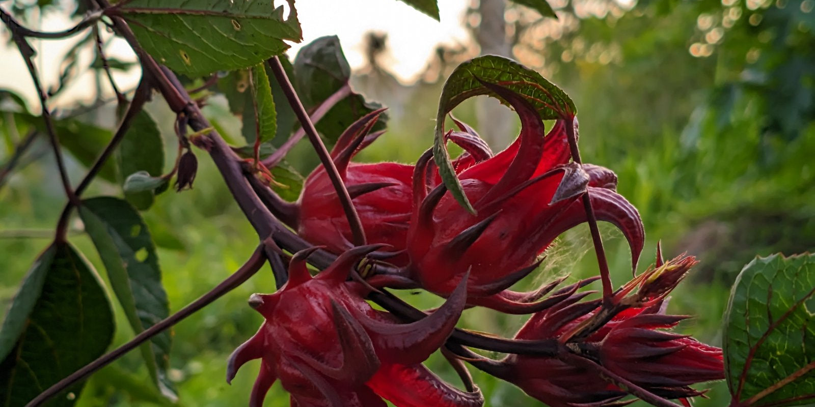 How to Grow Rosella in Australia
