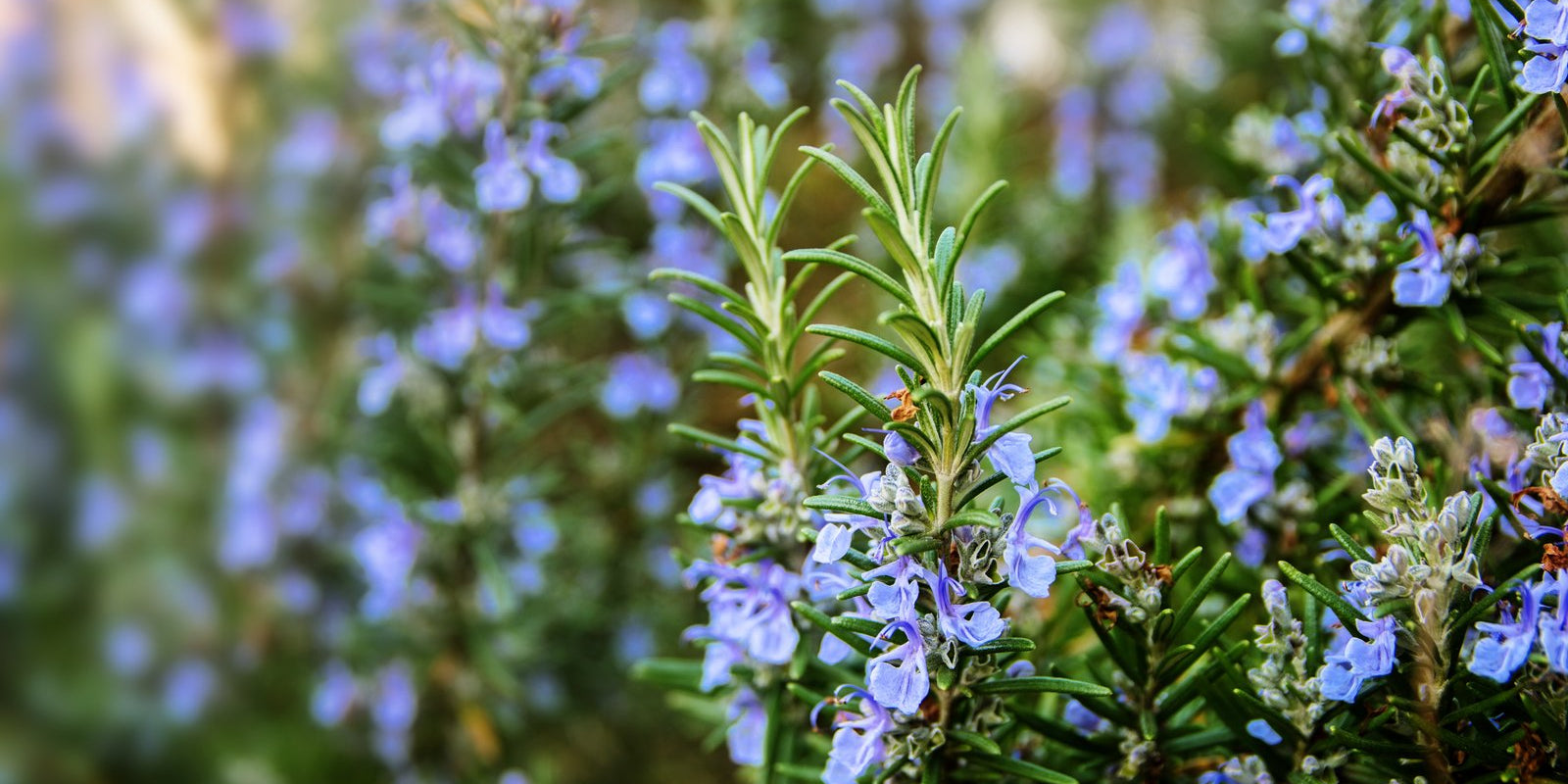 How to Grow Rosemary in Australia