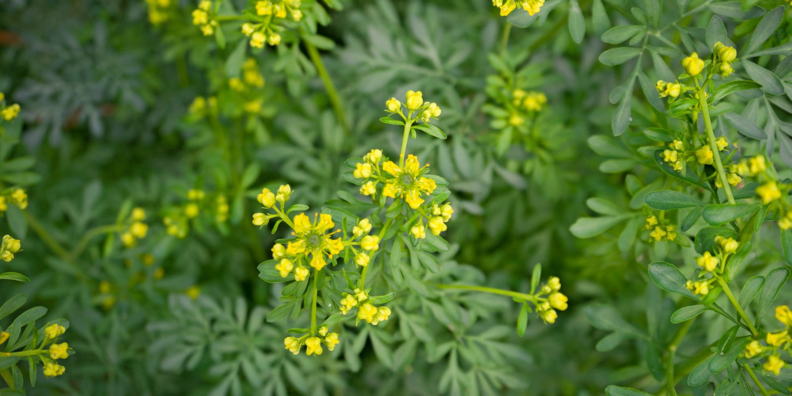 How to Grow Rue in Australia