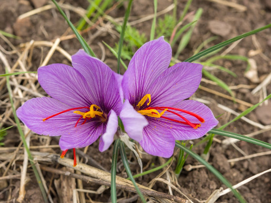 Saffron