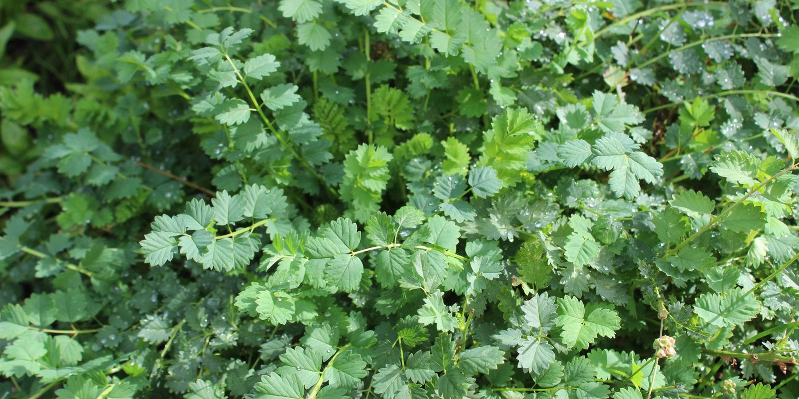 How to Grow Salad Burnet in Australia
