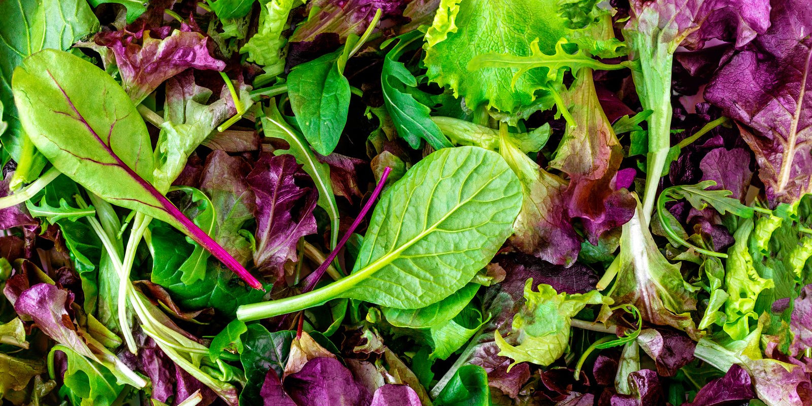 How to Grow Salad Mix in Australia