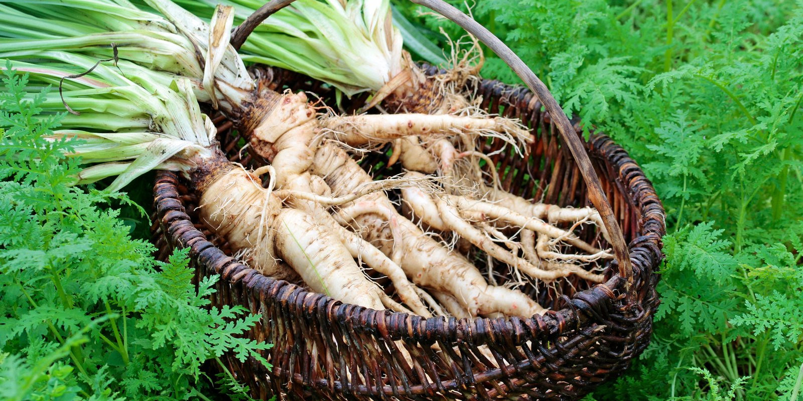 How to Grow Salsify in Australia