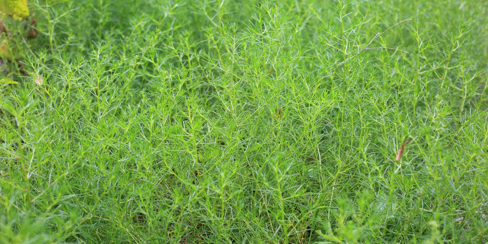 How to Grow Saltwort in Australia