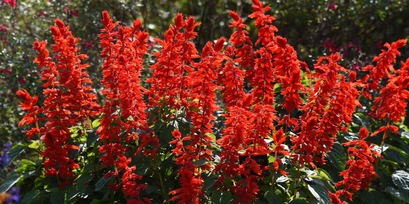 How to Grow Salvias in Australia