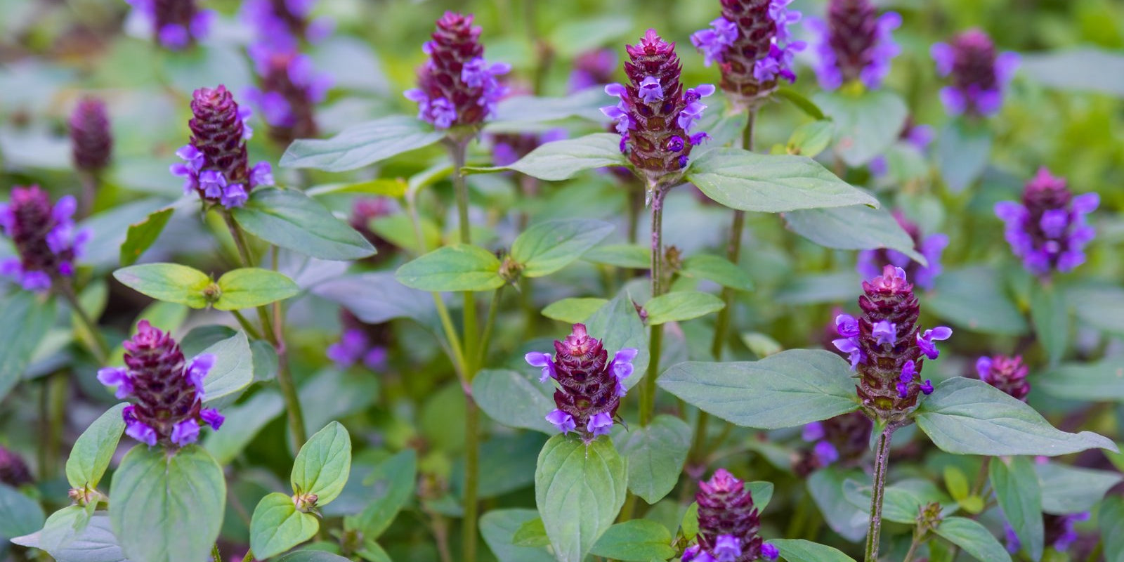 How to Grow Selfheal in Australia
