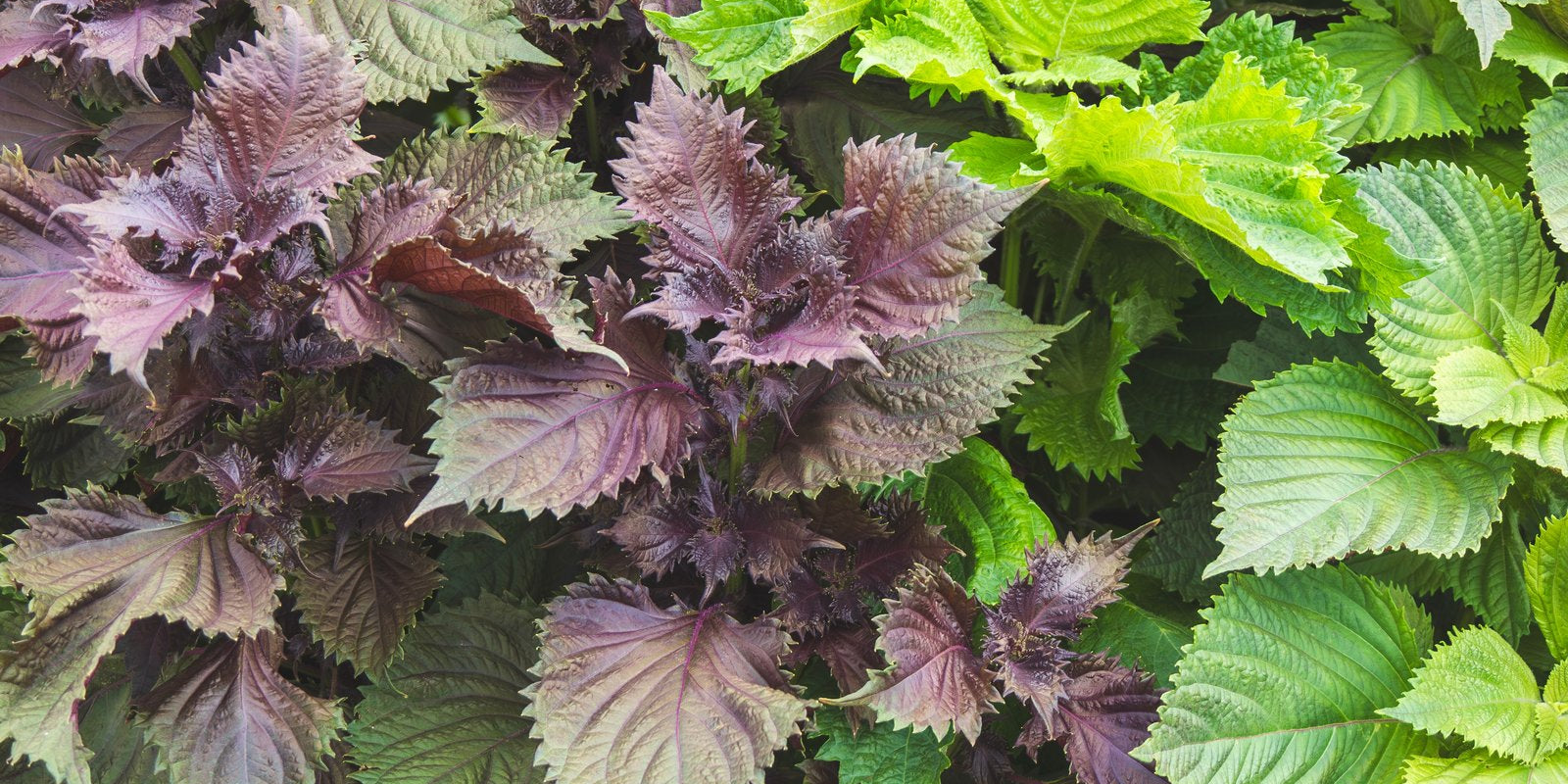 How to Grow Shiso in Australia
