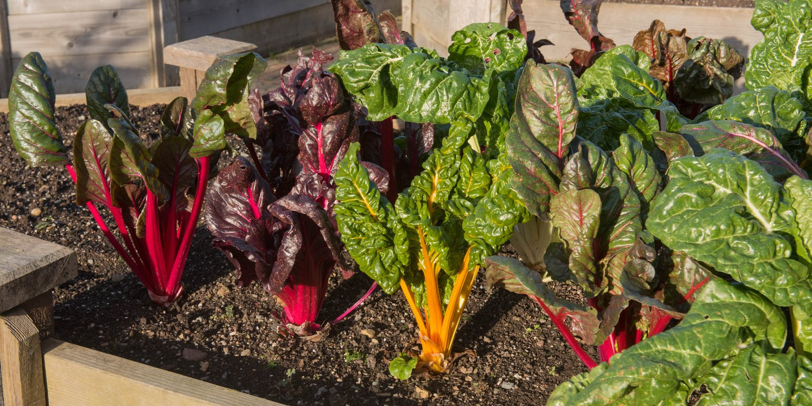 How to Grow Silverbeet in Australia