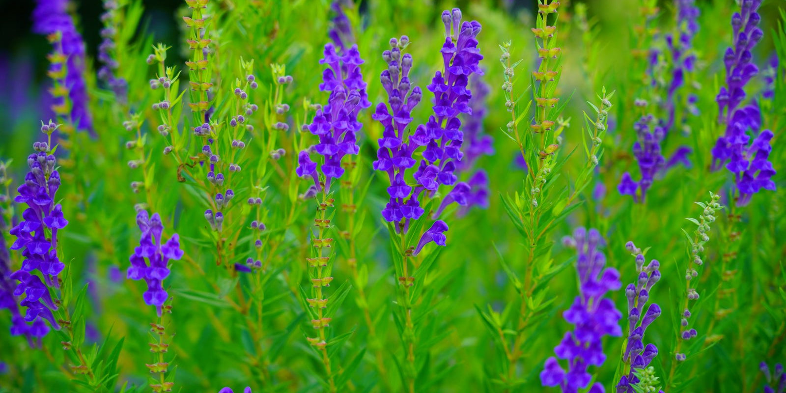 How to Grow Skullcap in Australia