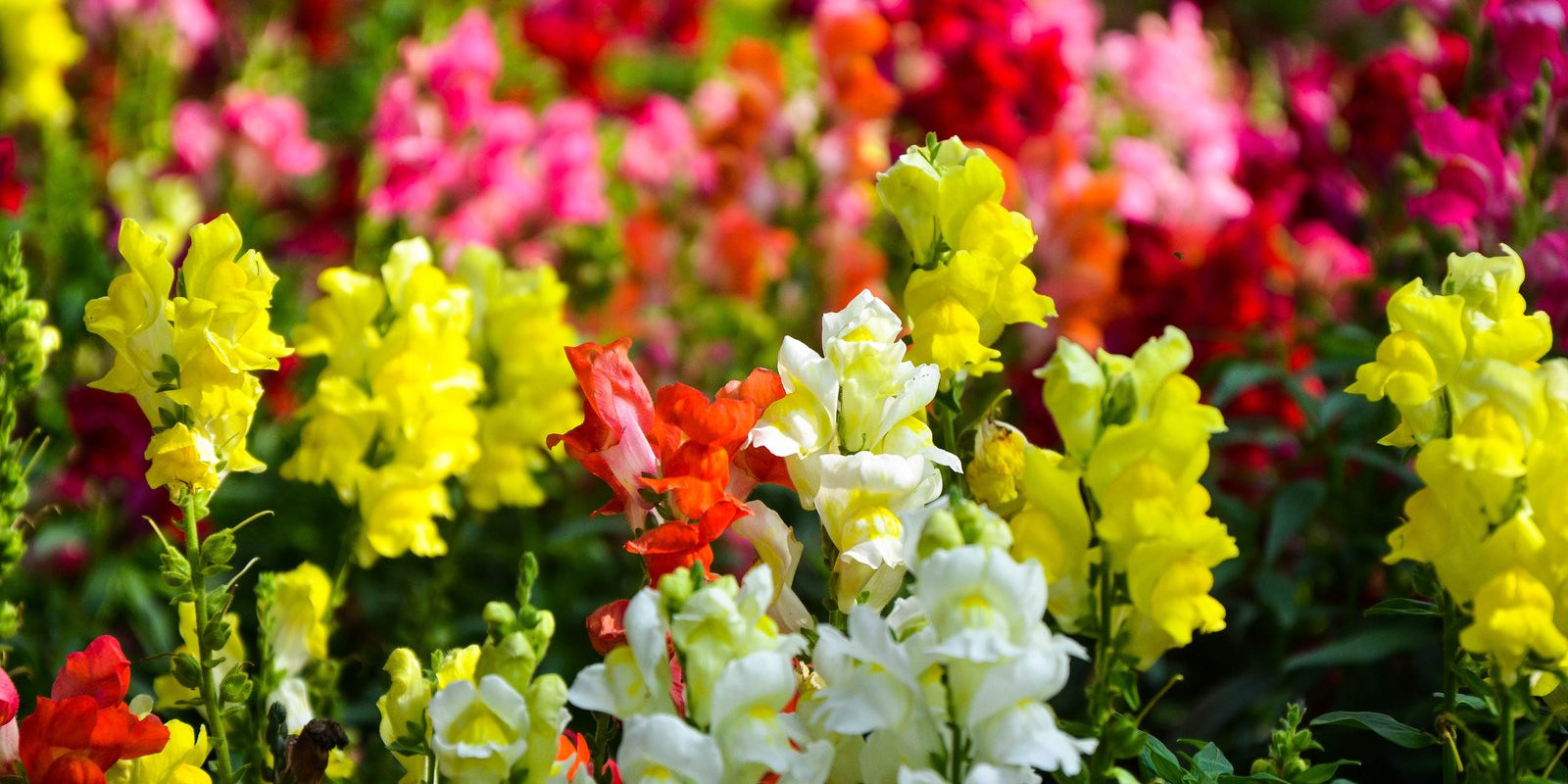 How to Grow Snapdragons in Australia