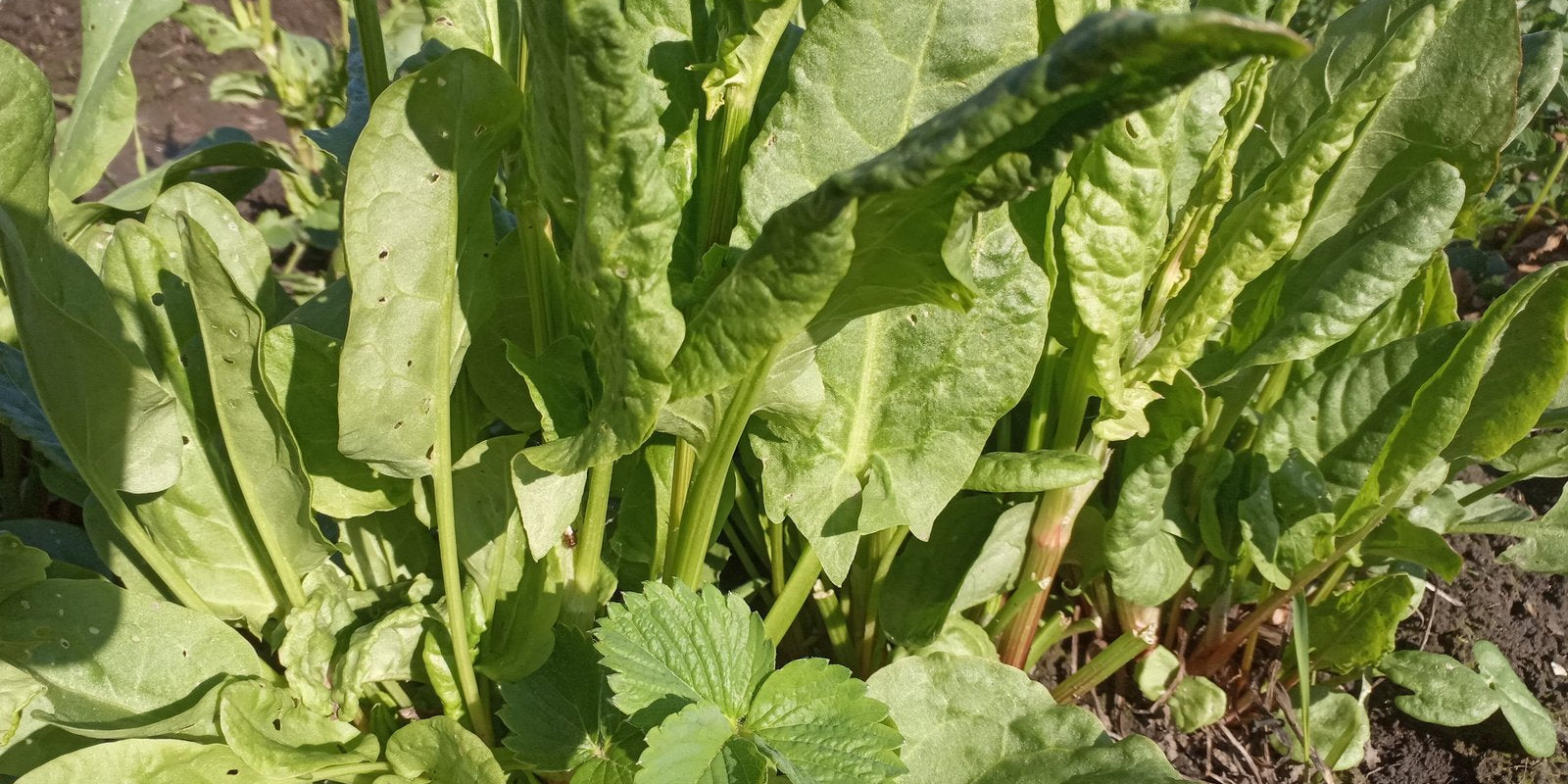How to Grow Sorrel in Australia