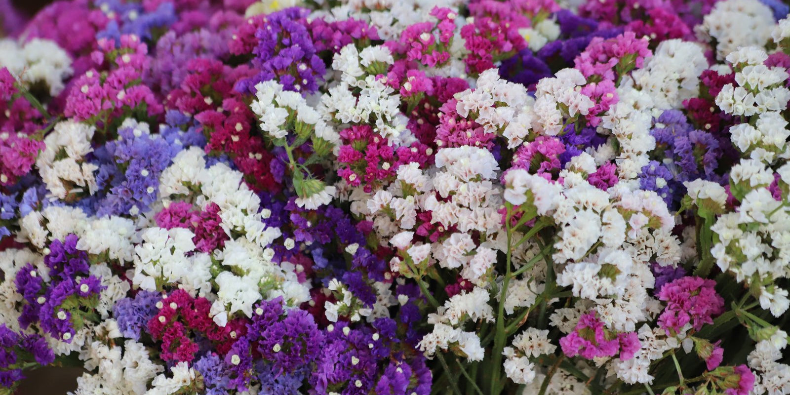 How to Grow Statice in Australia