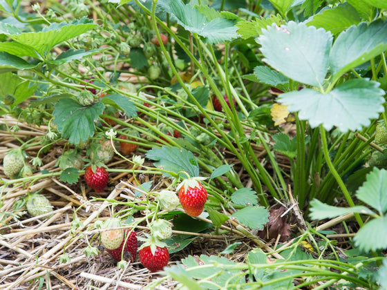 Strawberry Runners