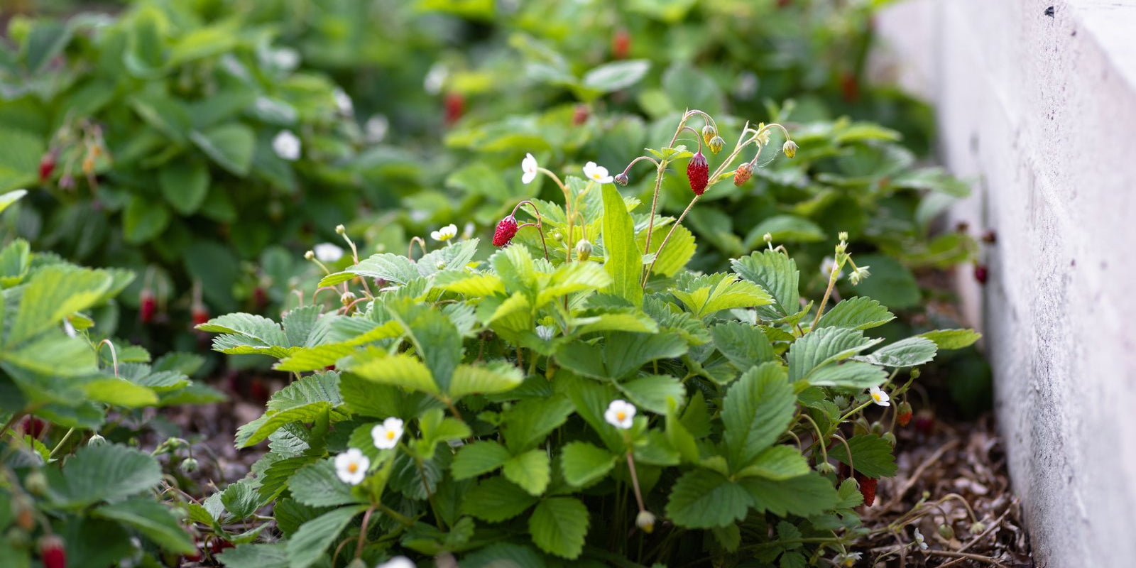 How to Grow Strawberries from Seed in Australia