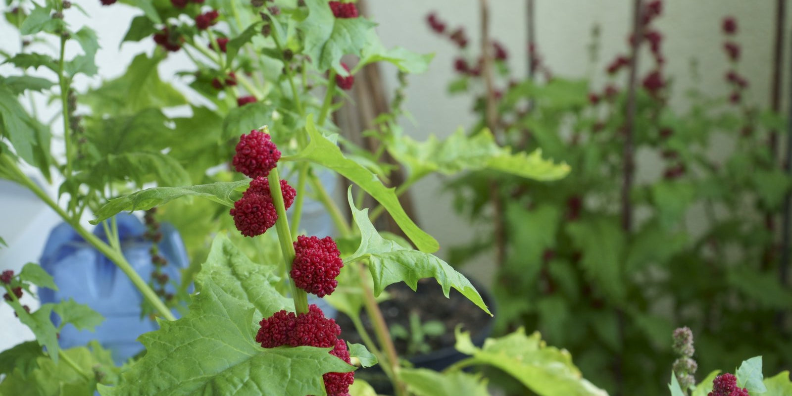 How to Grow Strawberry Spinach in Australia