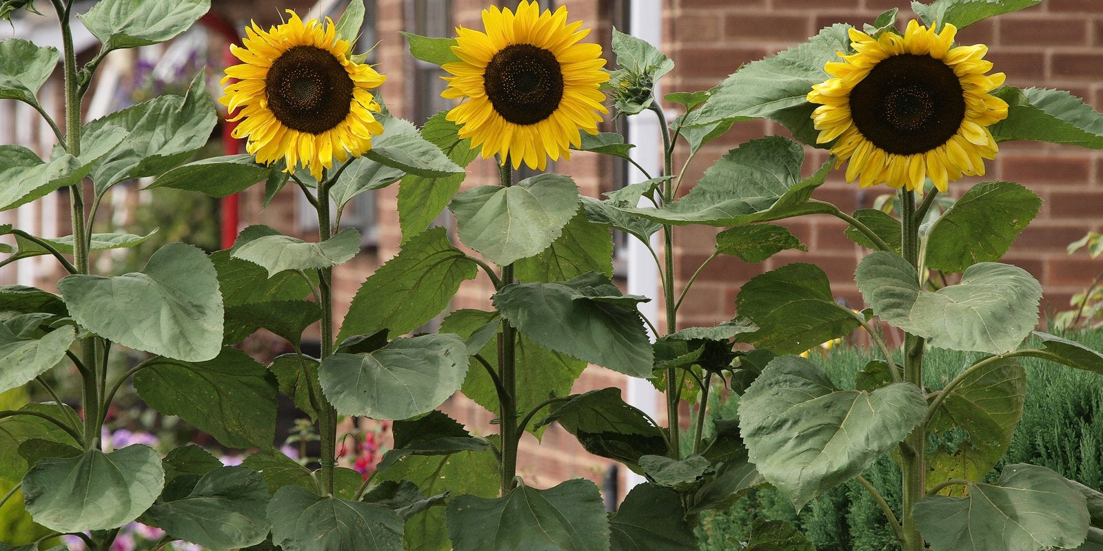 How to Grow Sunflowers in Australia